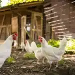 Quel Poulailler Choisir - Quelle est la Législation sur l'Elevage de Poules