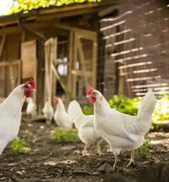 Quel Poulailler Choisir - Quelle est la Législation sur l'Elevage de Poules