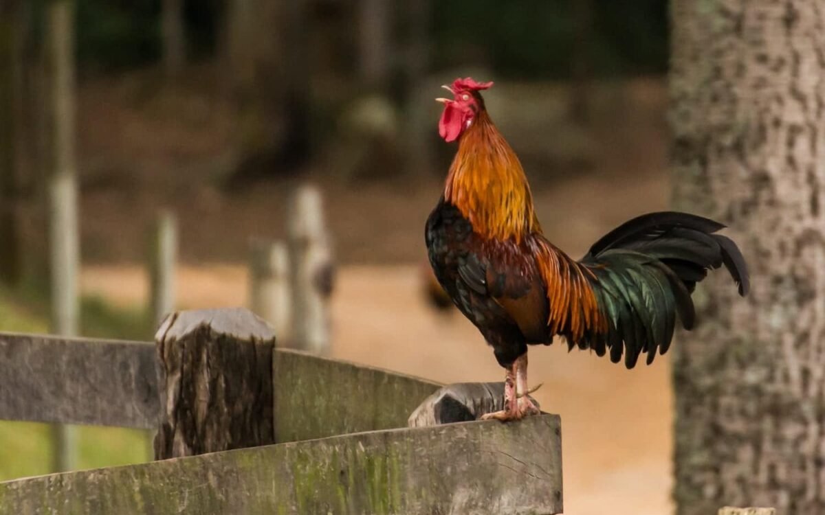 Mon coq chante trop fort et dérange les voisins : que faire ?