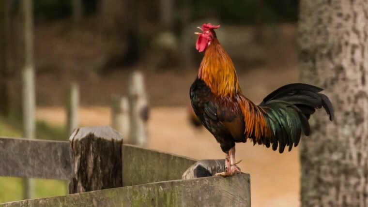 Mon coq chante trop fort et dérange les voisins : que faire ?