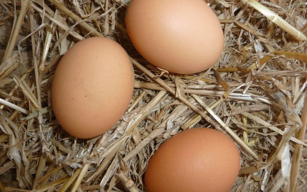 Meilleure couveuse / incubateur pour faire éclore ses œufs