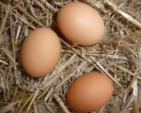 Meilleure couveuse / incubateur pour faire éclore ses œufs