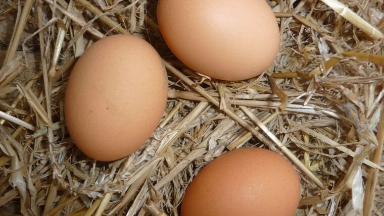 Meilleure couveuse / incubateur pour faire éclore ses œufs