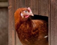 Meilleur abreuvoir pour poules (anti-gel, anti-souillure)