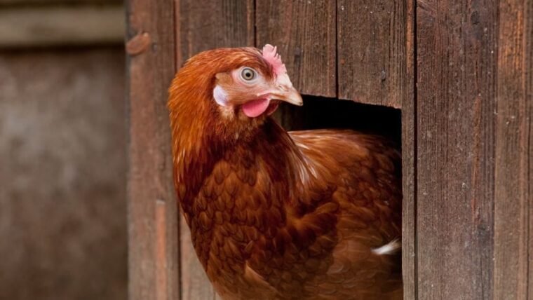 Meilleur abreuvoir pour poules (anti-gel, anti-souillure)