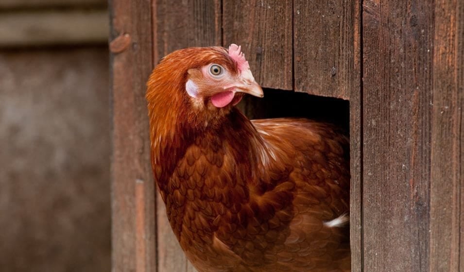 Meilleur abreuvoir pour poules (anti-gel, anti-souillure)