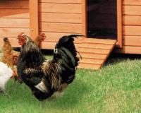 Élever des poules heureuses et productives : le guide
