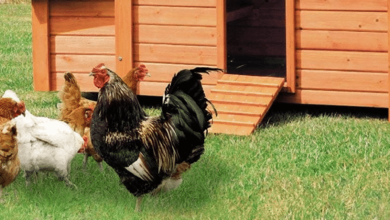 Élever des poules heureuses et productives : le guide