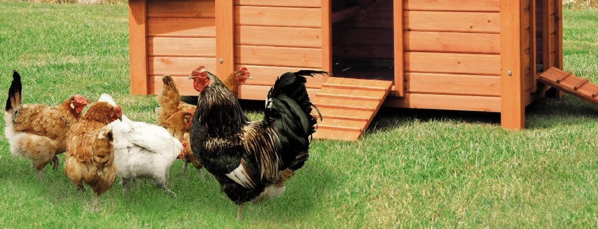 Canicule : protéger ses poules de la chaleur