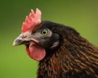 La mue des poules : comprendre et accompagner