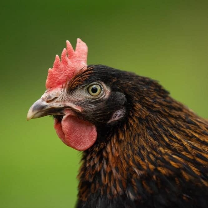 La mue des poules : comprendre et accompagner