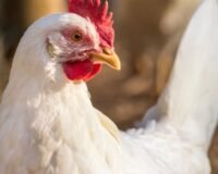 Le picage chez les poules : pourquoi et comment l&rsquo;arrêter