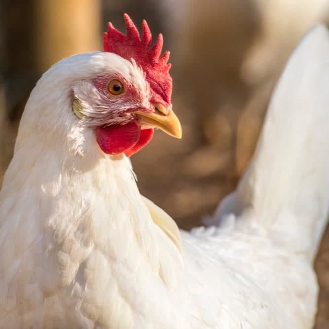 Le picage chez les poules : pourquoi et comment l&rsquo;arrêter