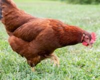 Quelle race de poule choisir pour débuter ?