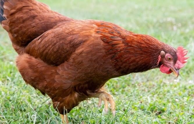 Quelle race de poule choisir pour débuter ?