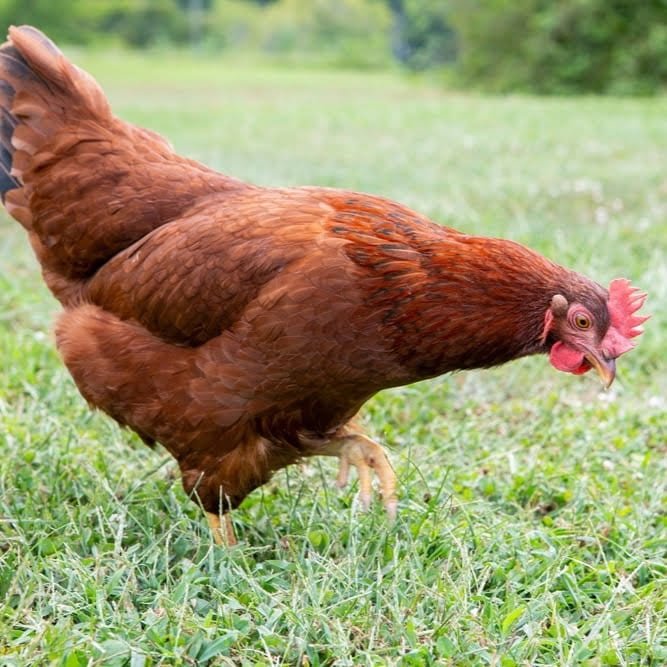 Quelle race de poule choisir pour débuter ?