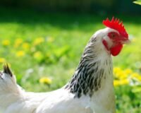 Introduire une nouvelle poule dans le groupe
