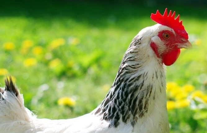 Introduire une nouvelle poule dans le groupe