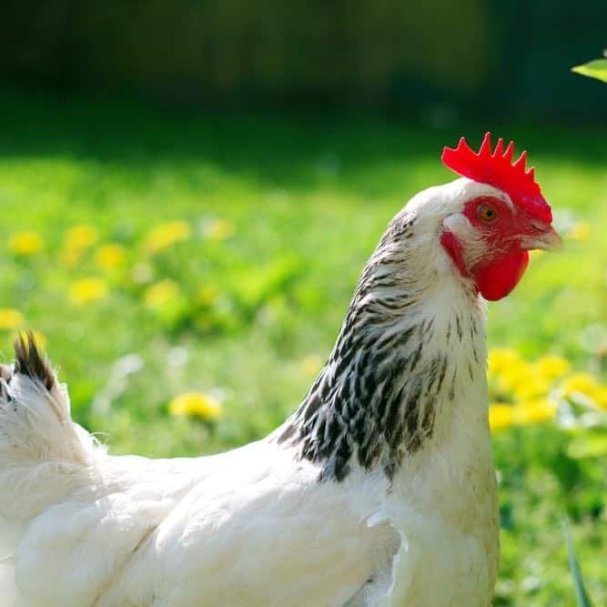 Introduire une nouvelle poule dans le groupe