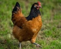 Poules décoratives : les plus belles races d&rsquo;ornement