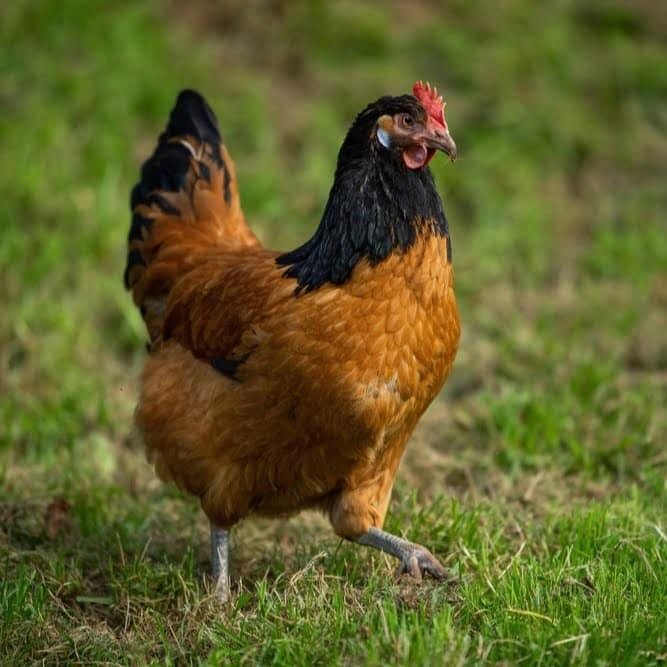 Poules décoratives : les plus belles races d&rsquo;ornement